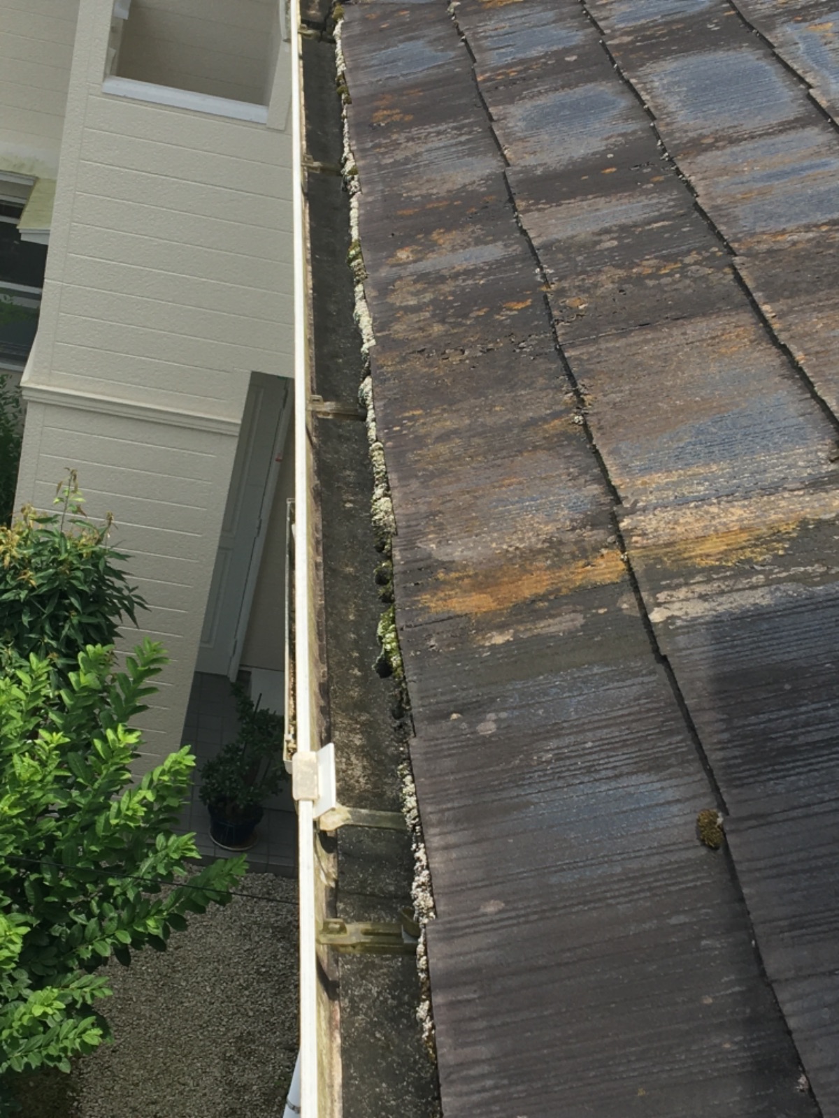 多治見市で屋根外壁塗り替え塗装　塗装工事　カビ　コケ　苔の発生　雨樋　汚れ　屋根傷み　黄色いコケ　黄色い苔