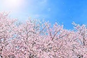 多治見市　日成ホーム　外壁　屋根　内装　リフォーム　春　桜　さくら