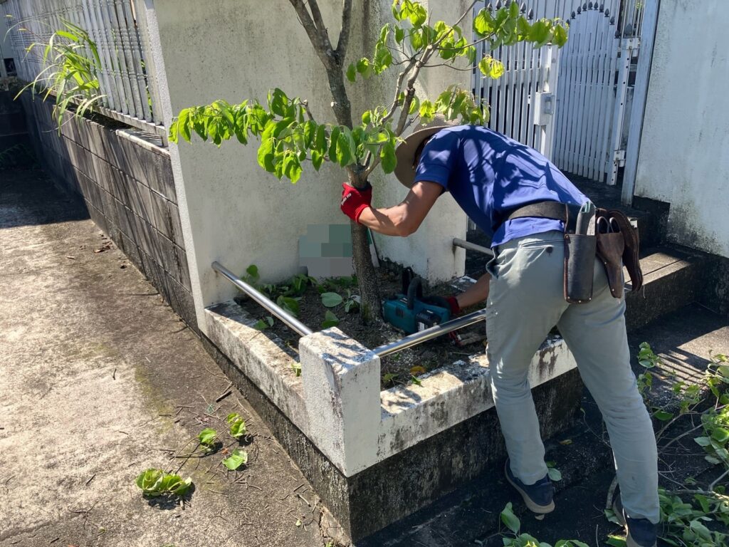 シンボルツリー樹木伐採　