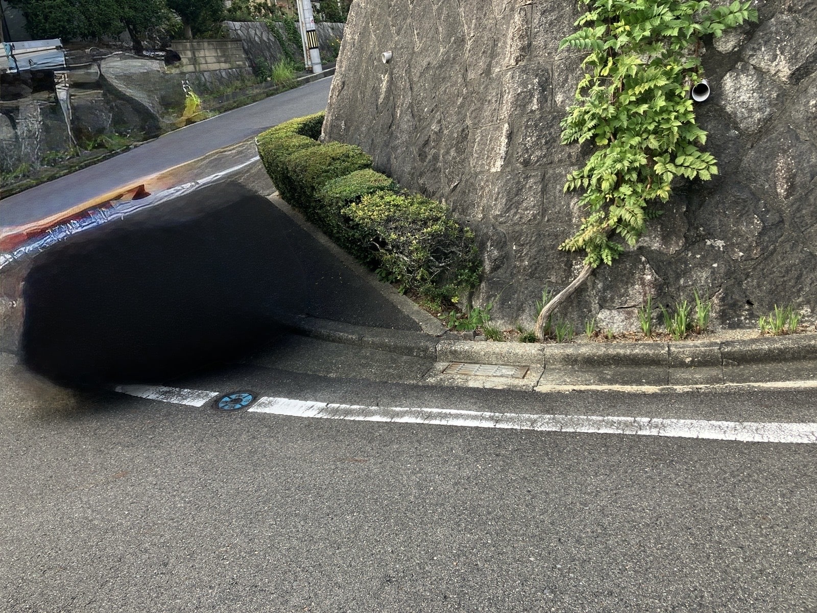 敷地ギリギリの樹木