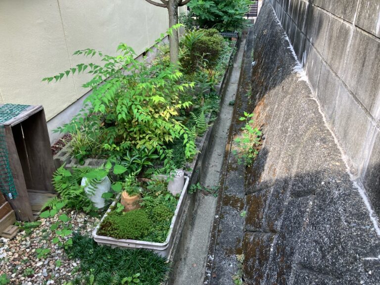 家の横　木が茂ってる