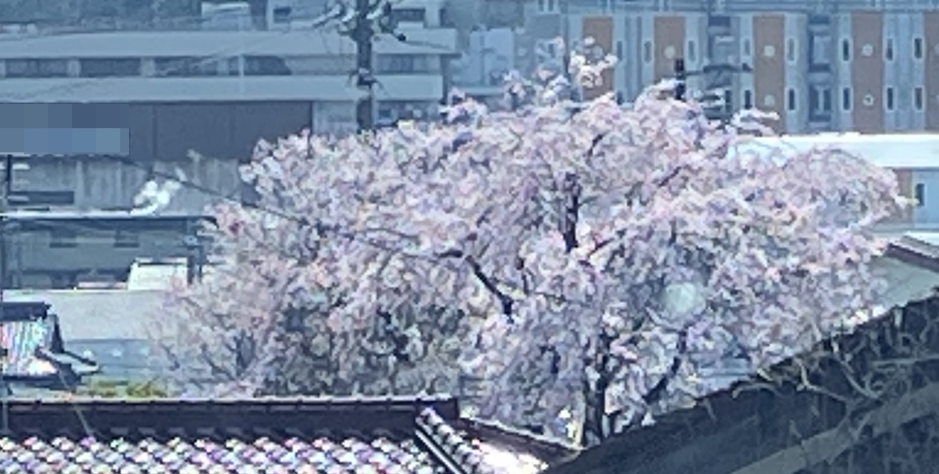 多治見市　日成ホーム　ショールーム　桜