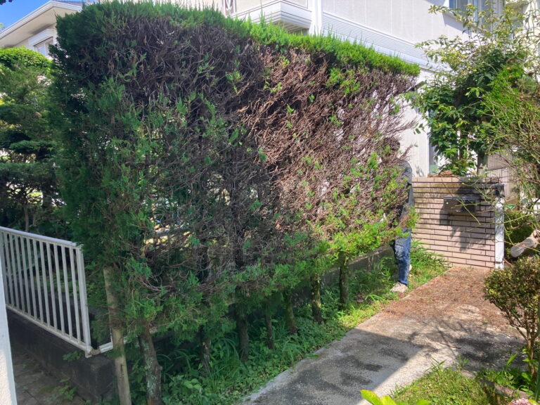 多治見市坂上町　目隠しフェンス取付け工事前　生垣
